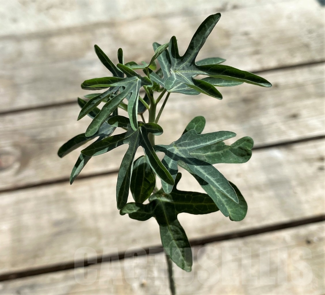 SHPR12470 Adenia venenata