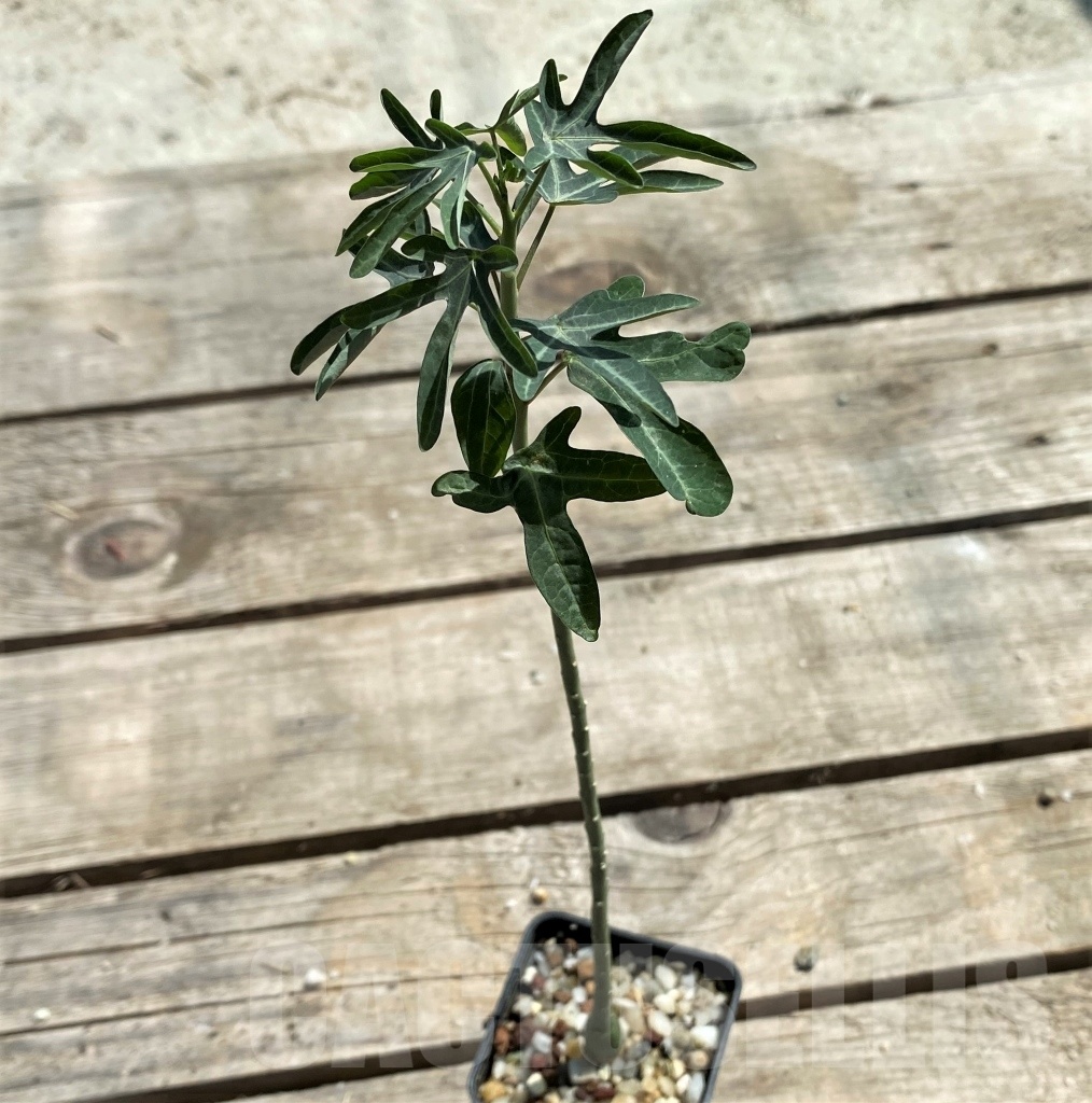 SHPR12470 Adenia venenata - Image 2