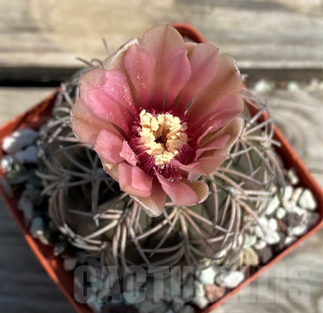 SHPR12471 Gymnocalycium spegazzinii v. punillense, ex. MG 489.56