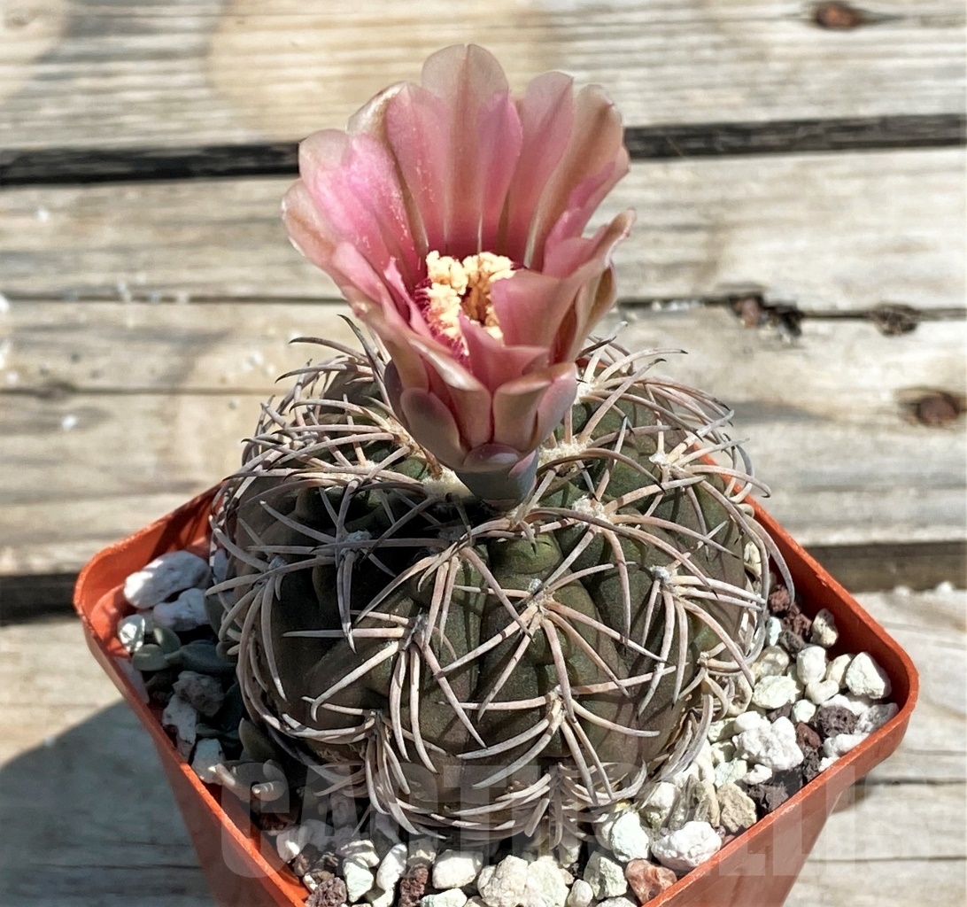 SHPR12471 Gymnocalycium spegazzinii v. punillense, ex. MG 489.56 - Image 3