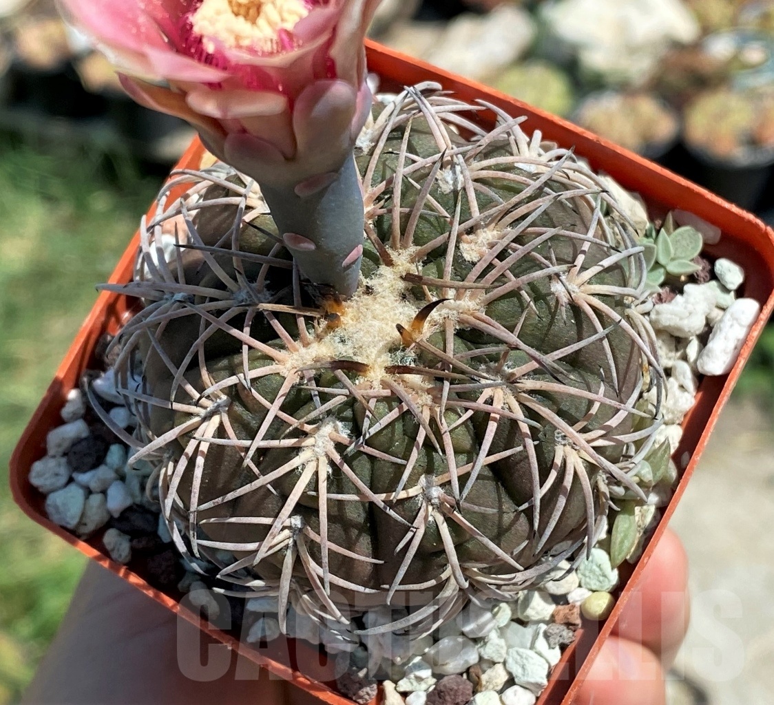 SHPR12471 Gymnocalycium spegazzinii v. punillense, ex. MG 489.56 - Image 2