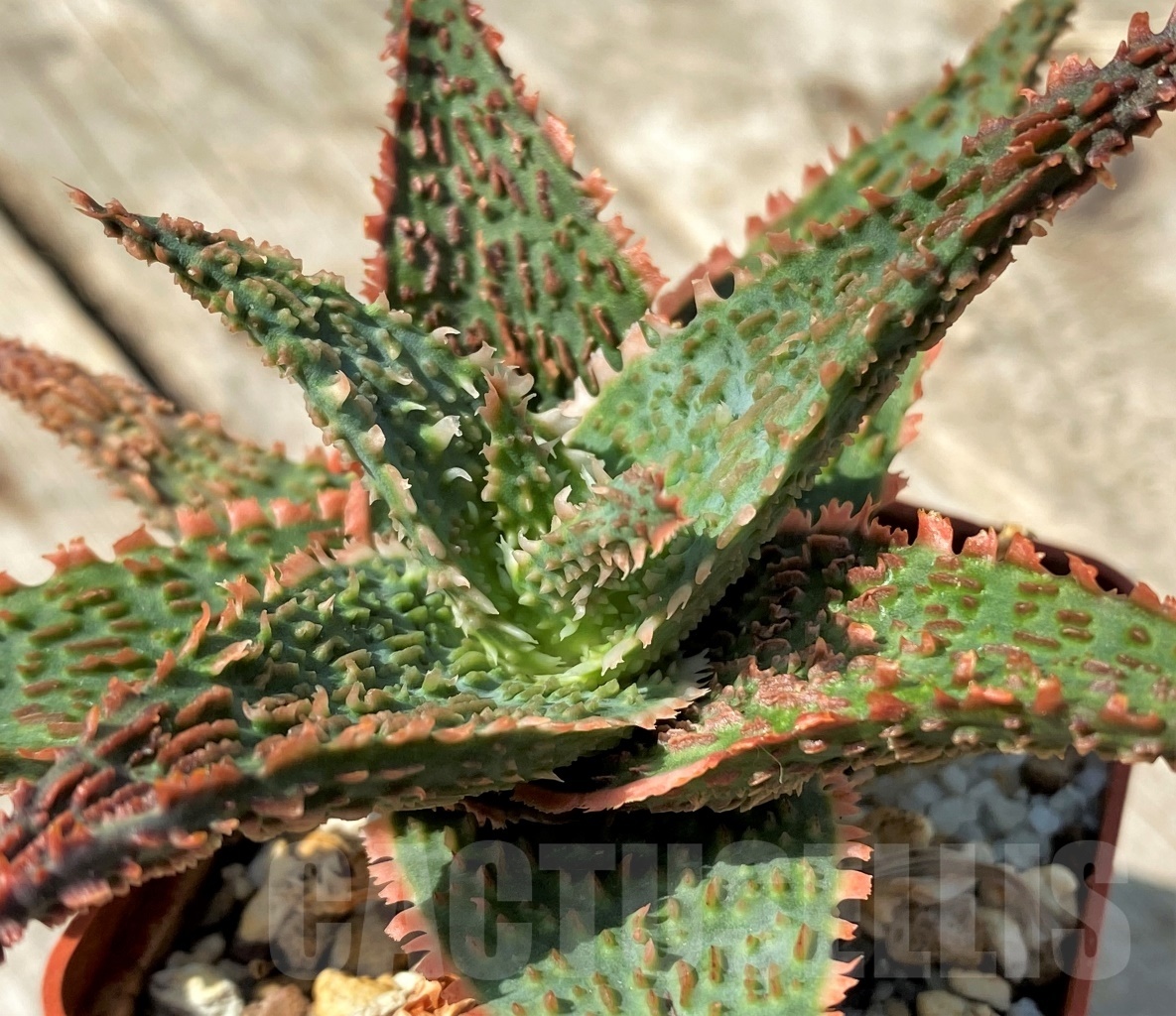 SHPR12473 Aloe 'Vito' x 'Big pink wall'