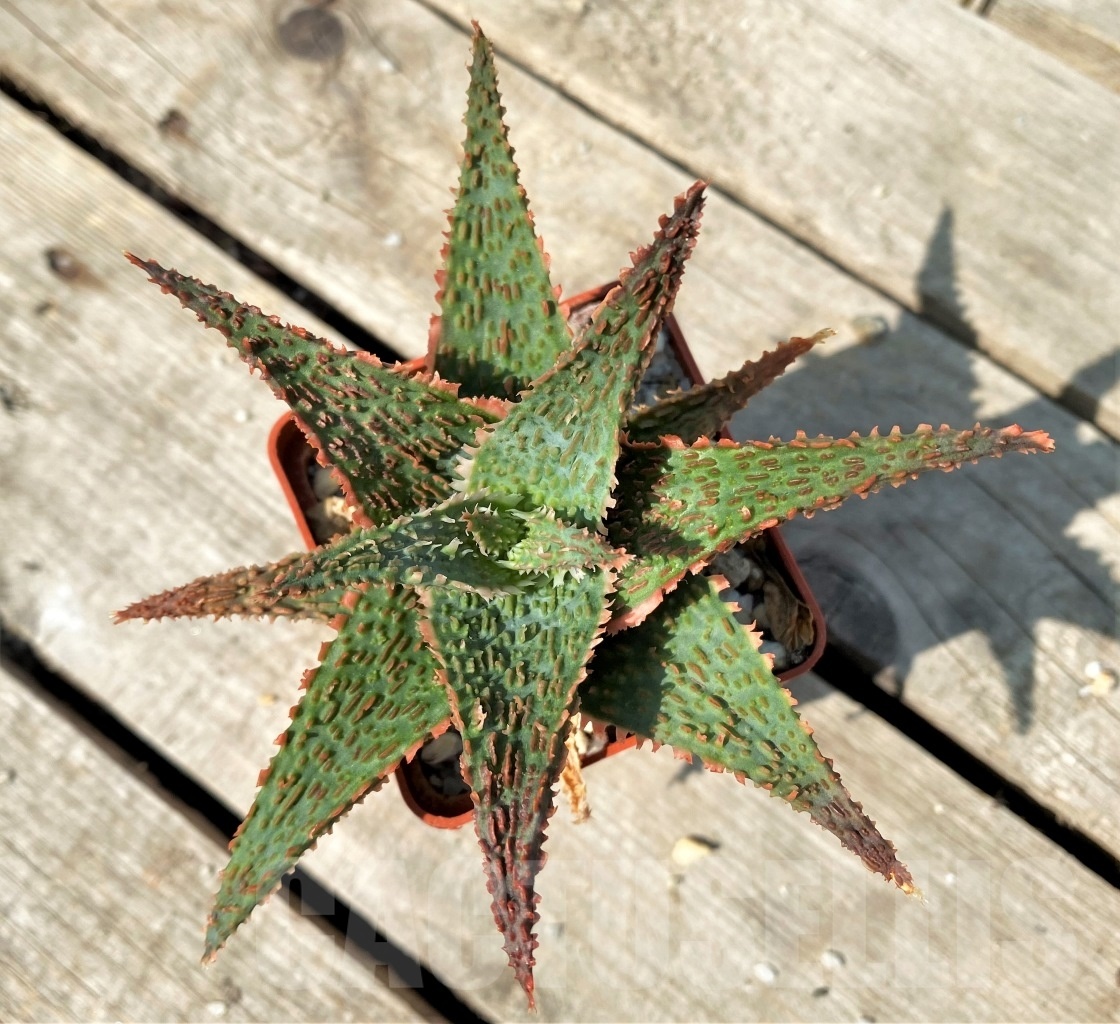 SHPR12473 Aloe 'Vito' x 'Big pink wall' - Image 2