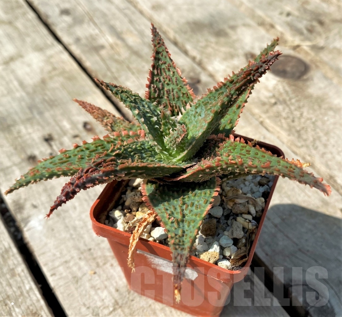 SHPR12473 Aloe 'Vito' x 'Big pink wall' - Image 3