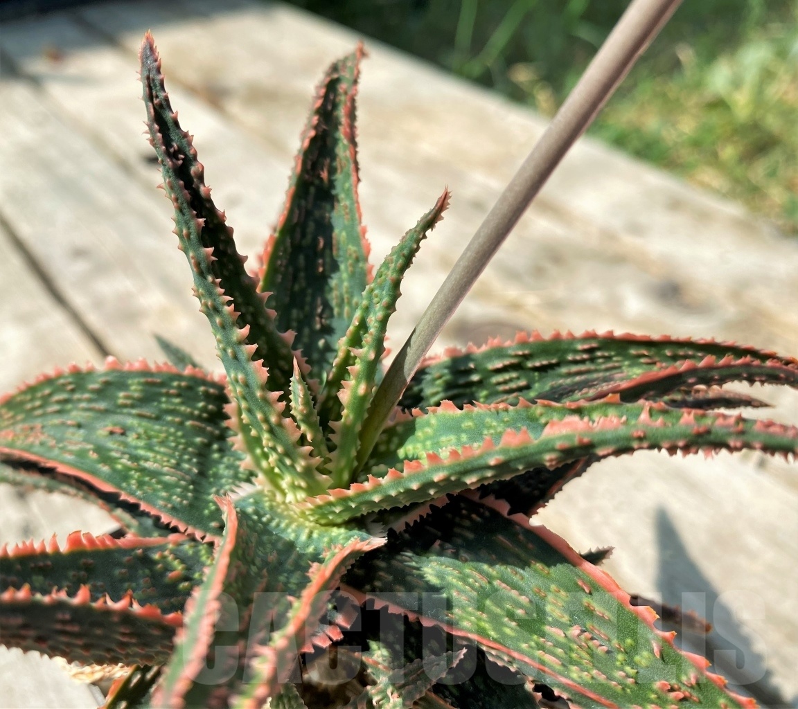 SHPR12475 Aloe 'Christmas Carol' hybrid