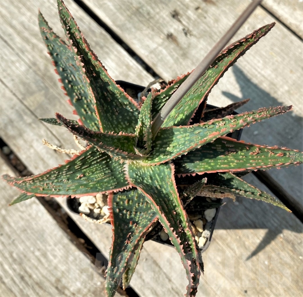 SHPR12475 Aloe 'Christmas Carol' hybrid – Image 2