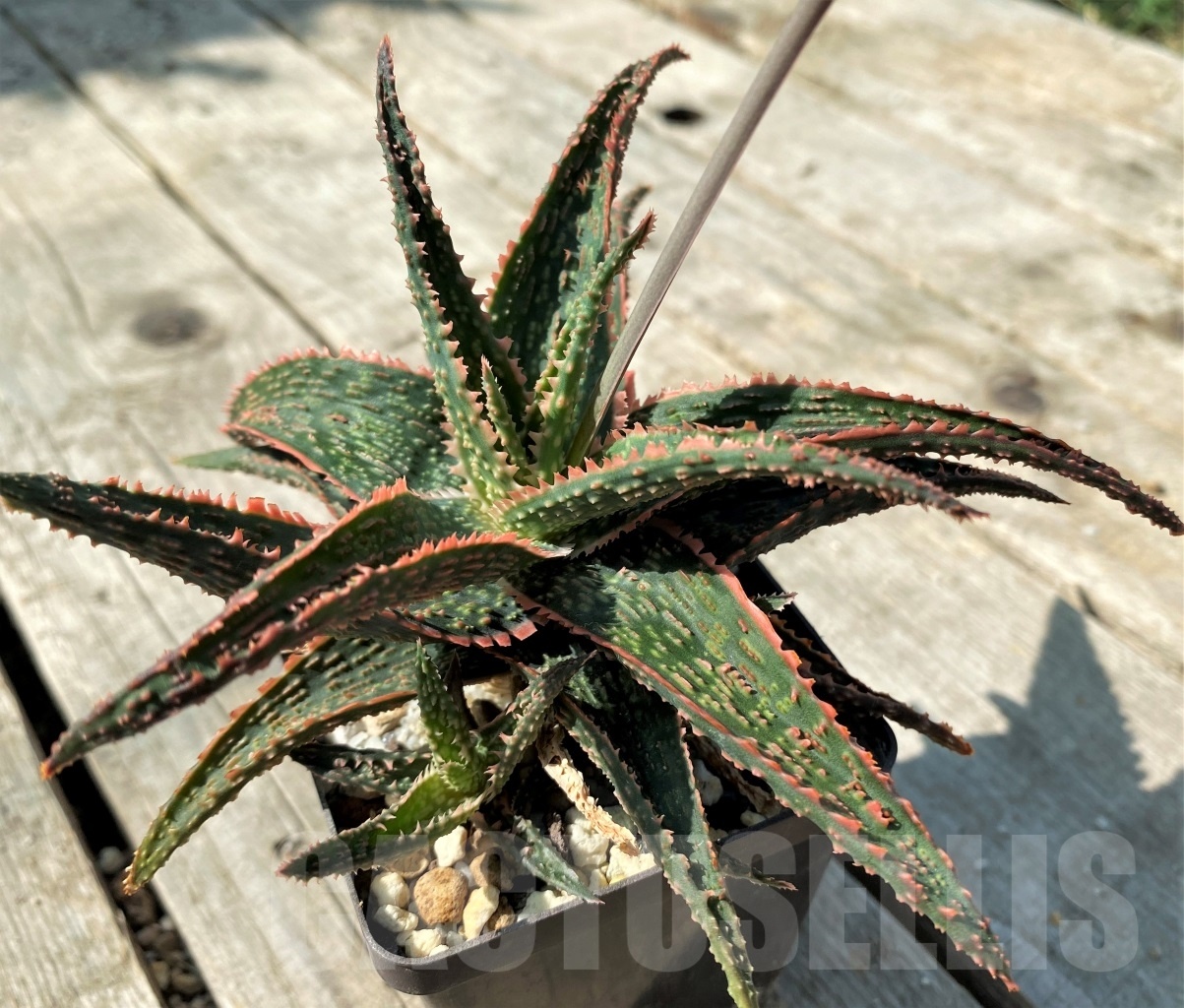 SHPR12475 Aloe 'Christmas Carol' hybrid – Image 3