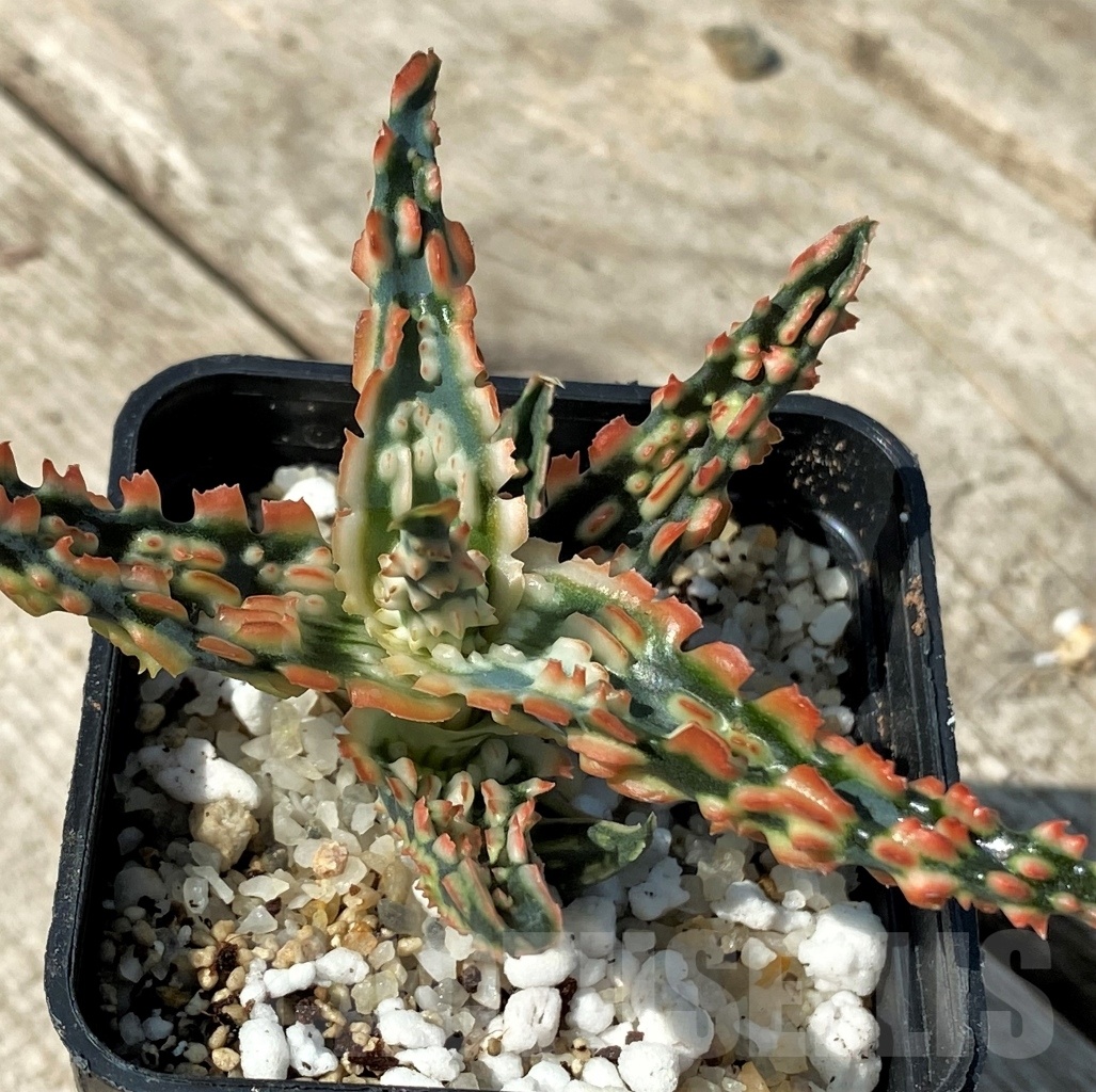 SHPR12479 Aloe TCT hybrid 51 - Image 4