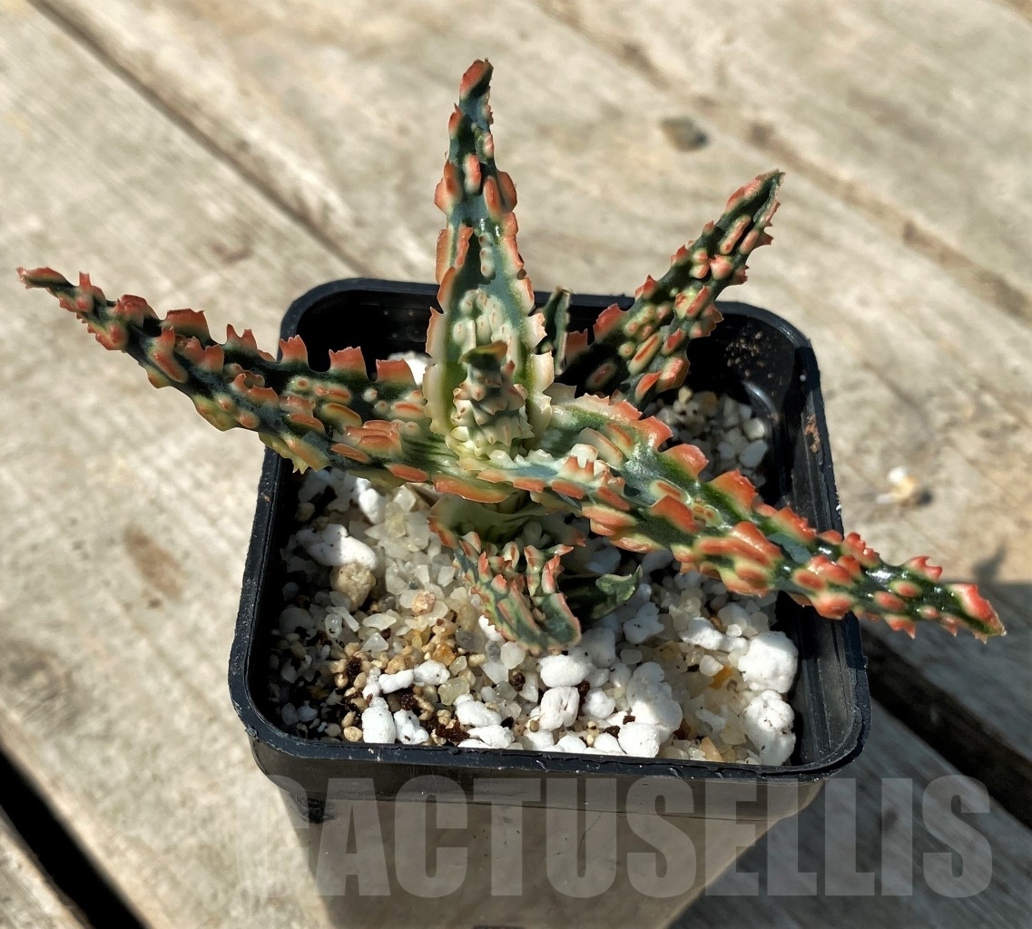 SHPR12479 Aloe TCT hybrid 51 - Image 2