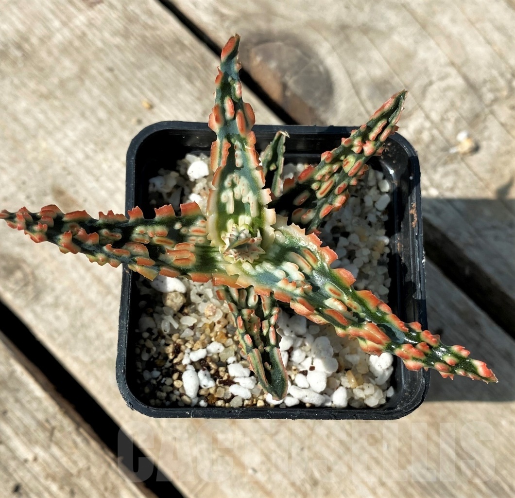 SHPR12479 Aloe TCT hybrid 51 - Image 3