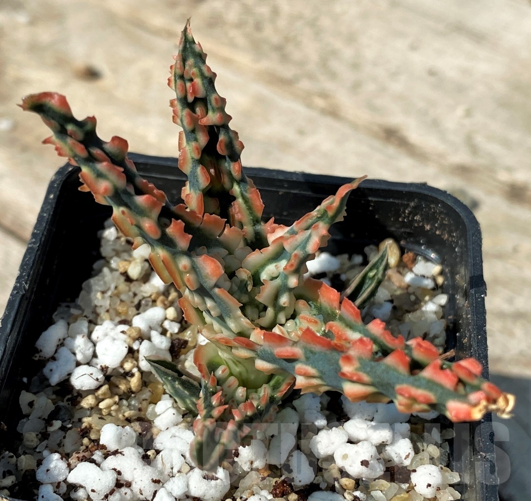 SHPR12480 Aloe TCT hybrid 51 - Obrázek 3