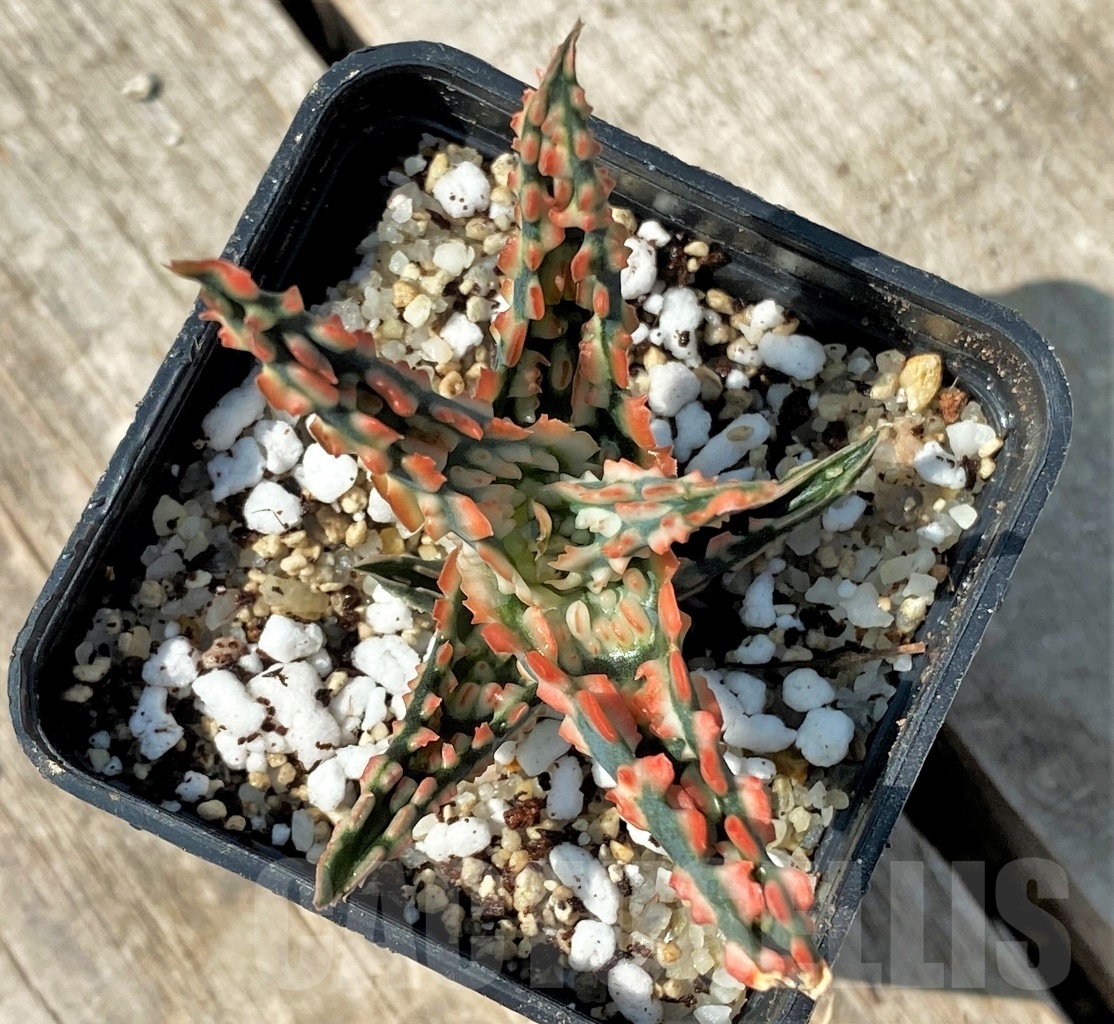 SHPR12480 Aloe TCT hybrid 51 - Obrázek 4