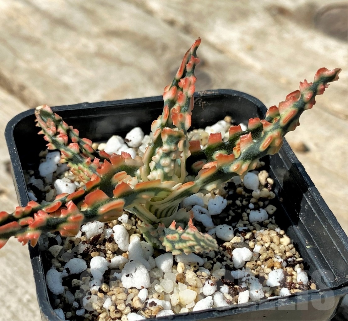 SHPR12480 Aloe TCT hybrid 51 - Obrázek 2