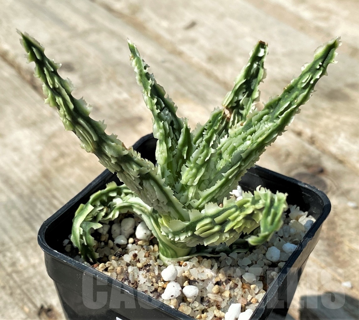 SHPR12482 Aloe TCT hybrid 45