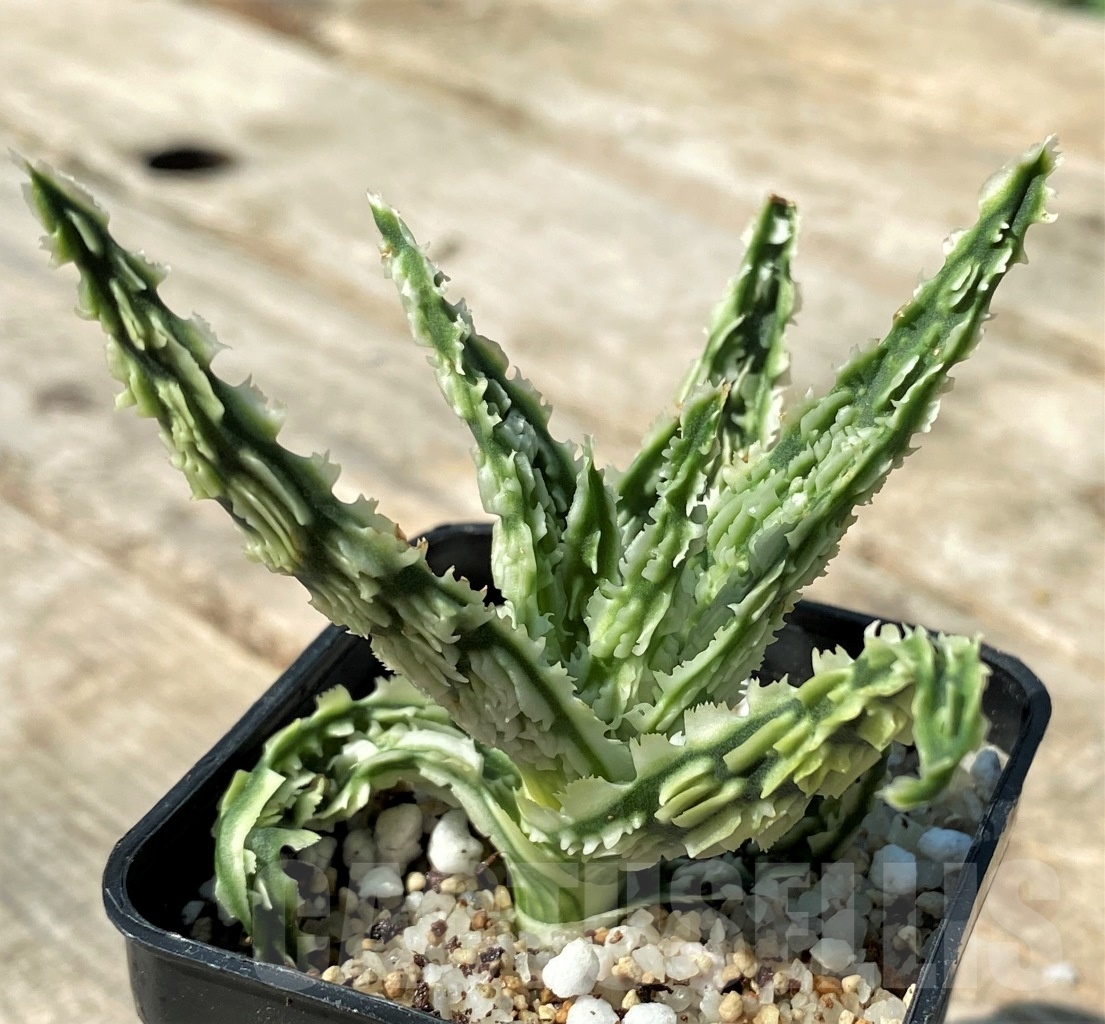 SHPR12482 Aloe TCT hybrid 45 - 画像 (2)