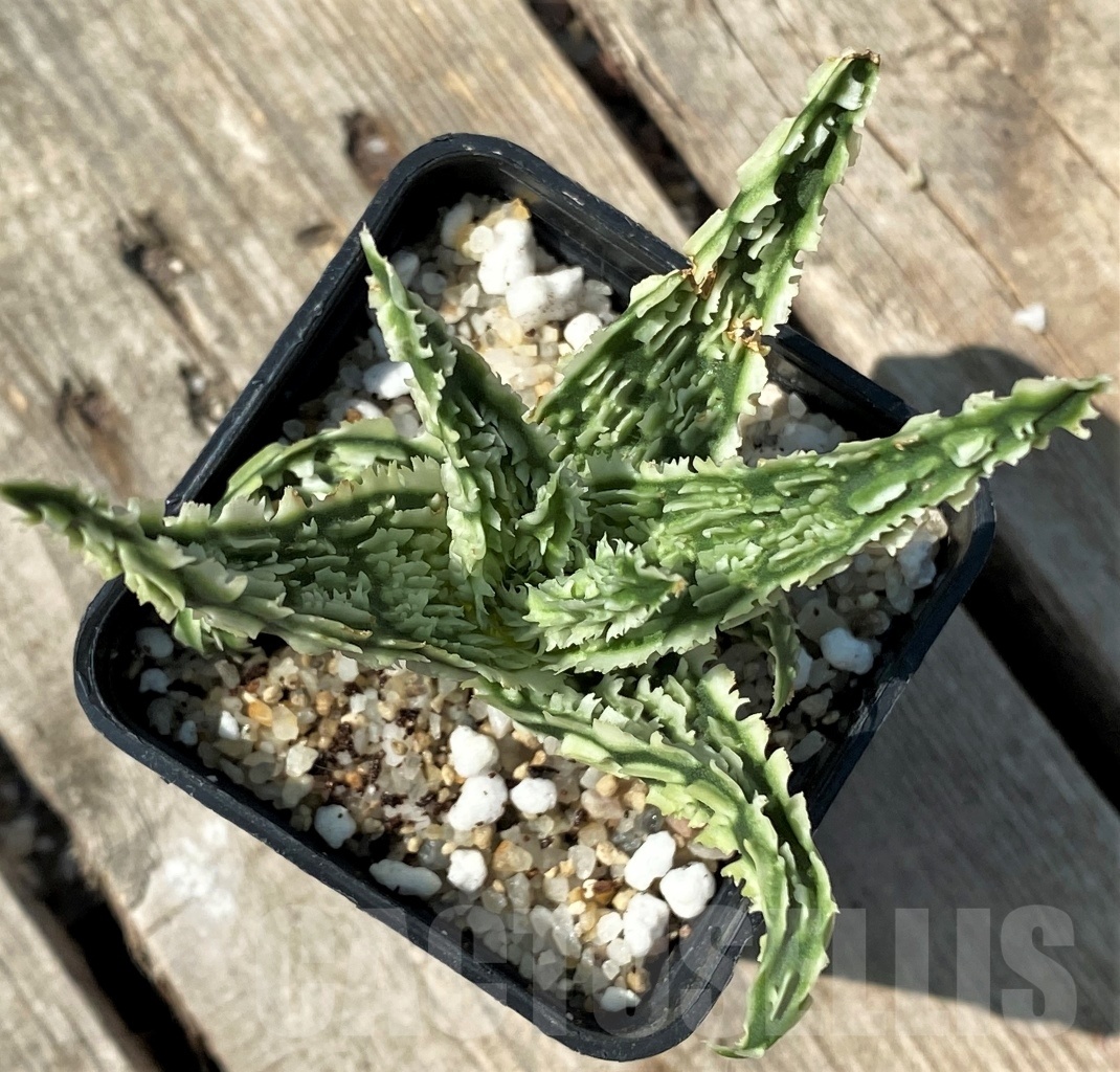 SHPR12482 Aloe TCT hybrid 45 - 画像 (3)