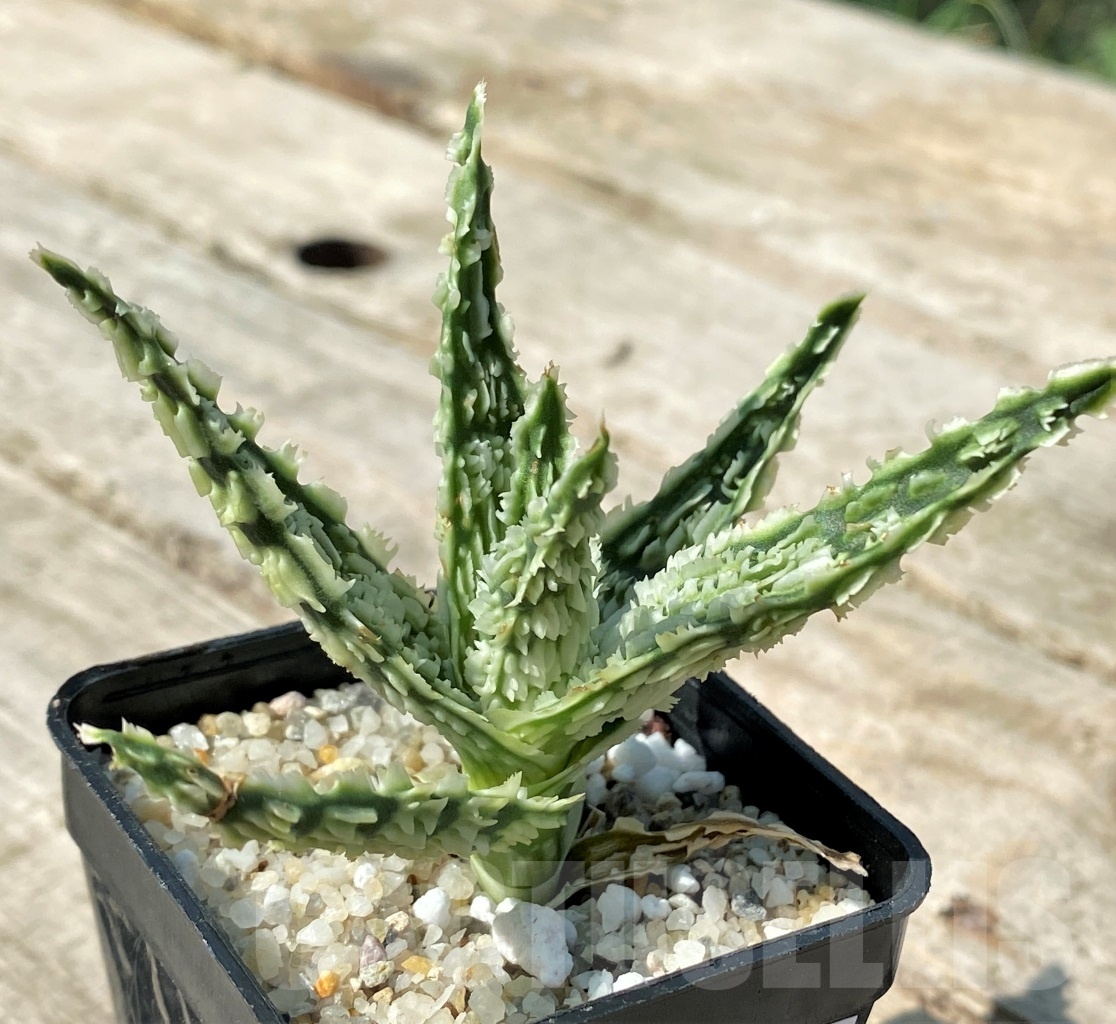 SHPR12484 Aloe TCT hybrid 45 - Image 2