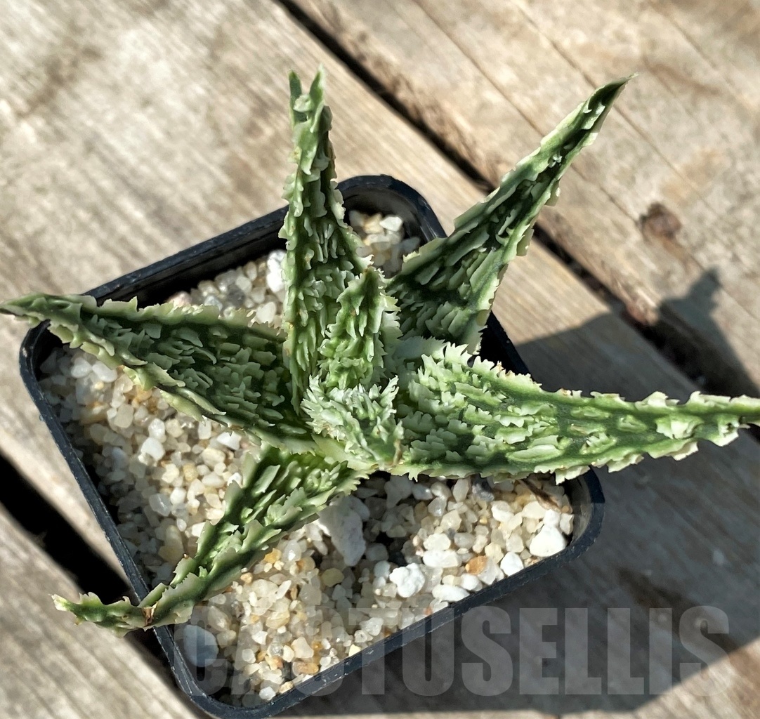 SHPR12484 Aloe TCT hybrid 45