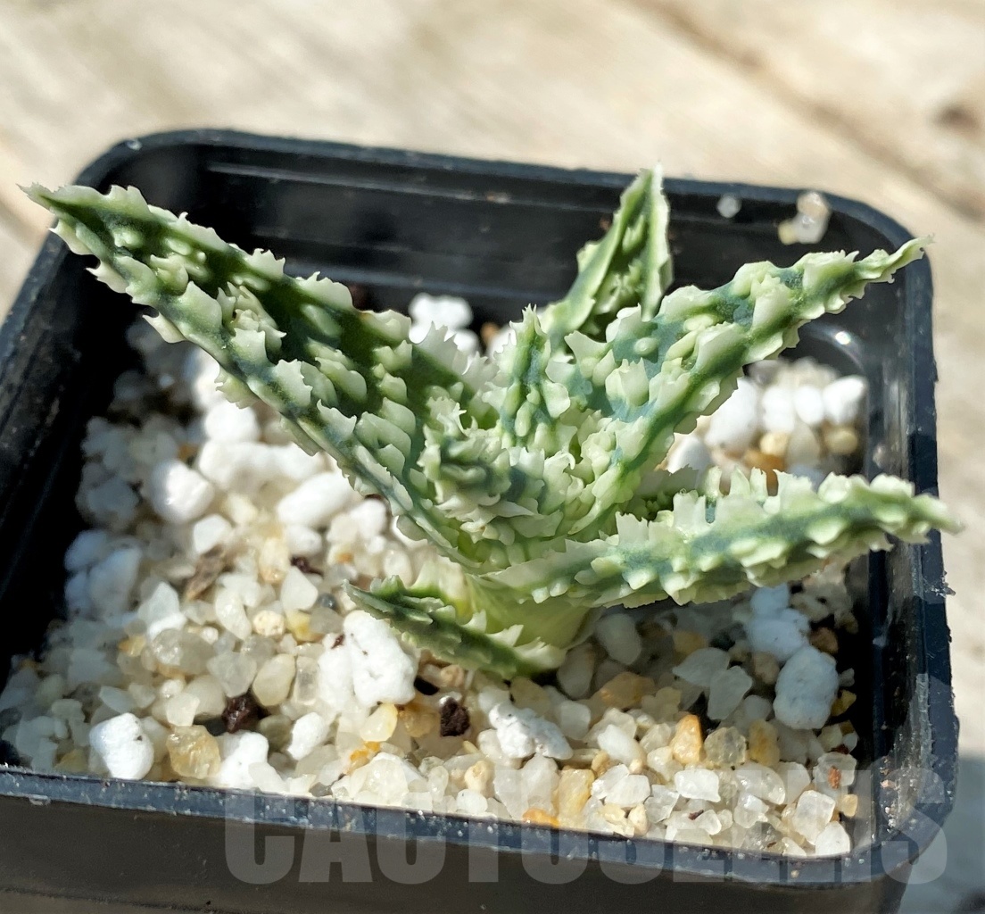 SHPR12487 Aloe TCT hybrid 15 - immagine 2