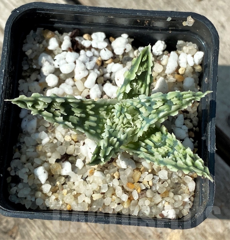 SHPR12487 Aloe TCT hybrid 15 - immagine 3