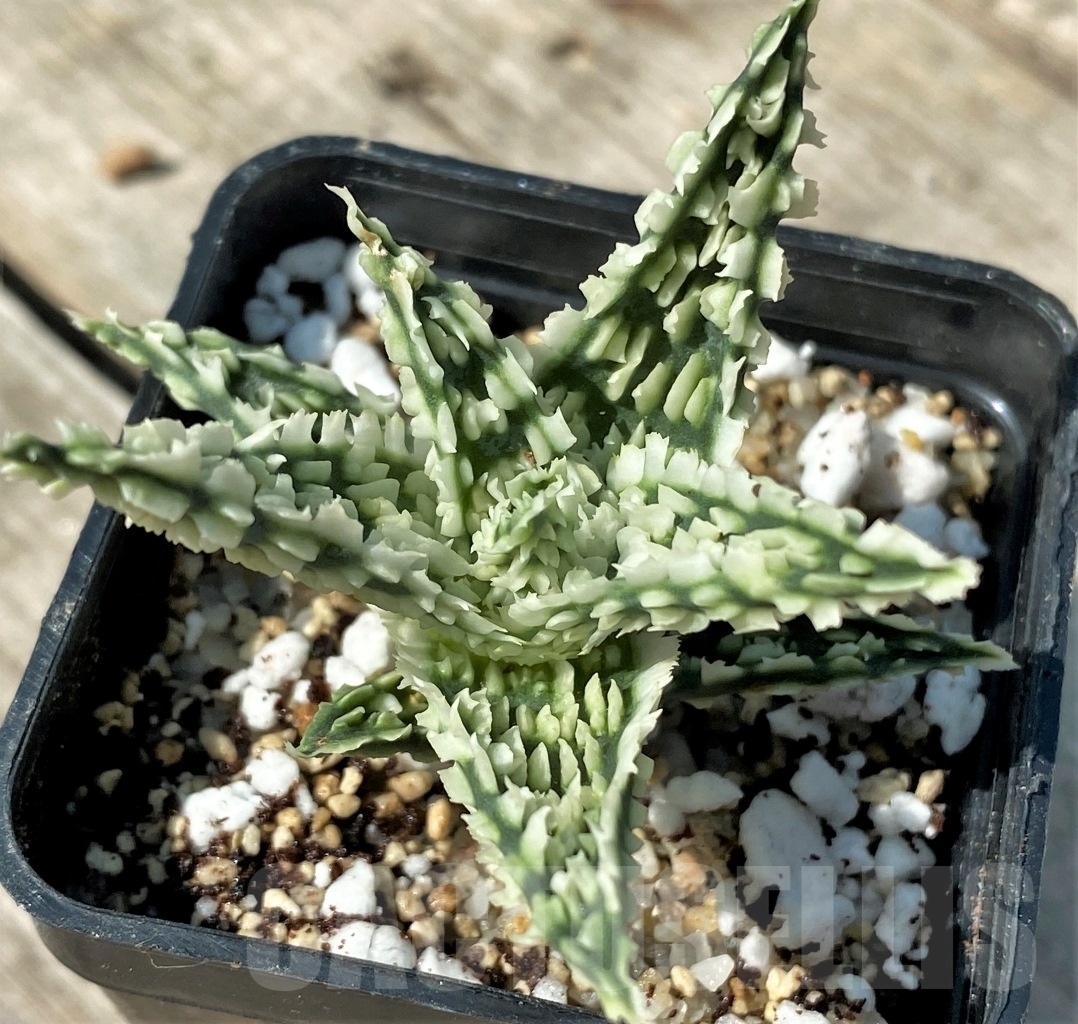 SHPR12488 Aloe TCT hybrid 15 - Image 2