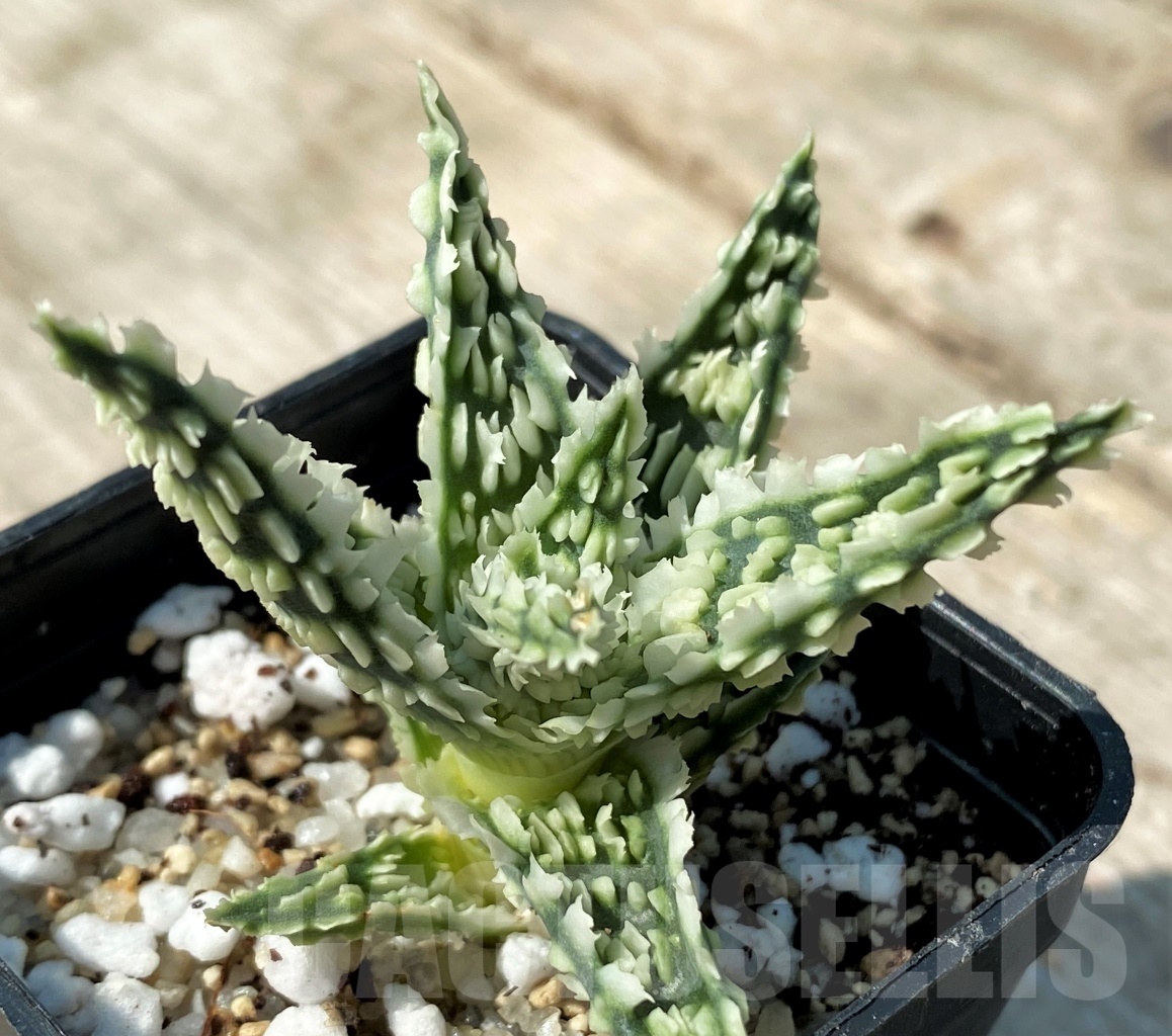 SHPR12488 Aloe TCT hybrid 15 - Image 3
