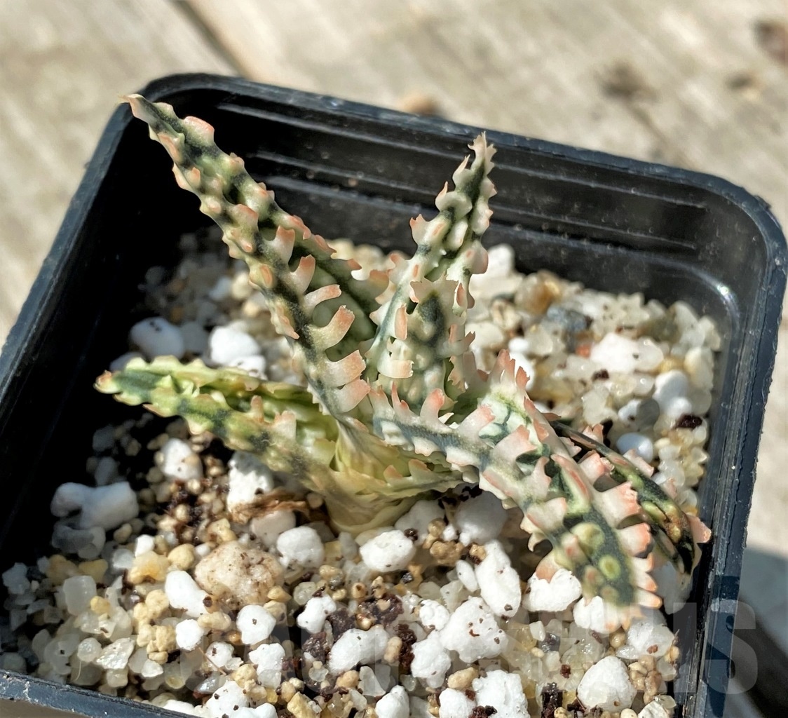 SHPR12491 Aloe TCT hybrid 23