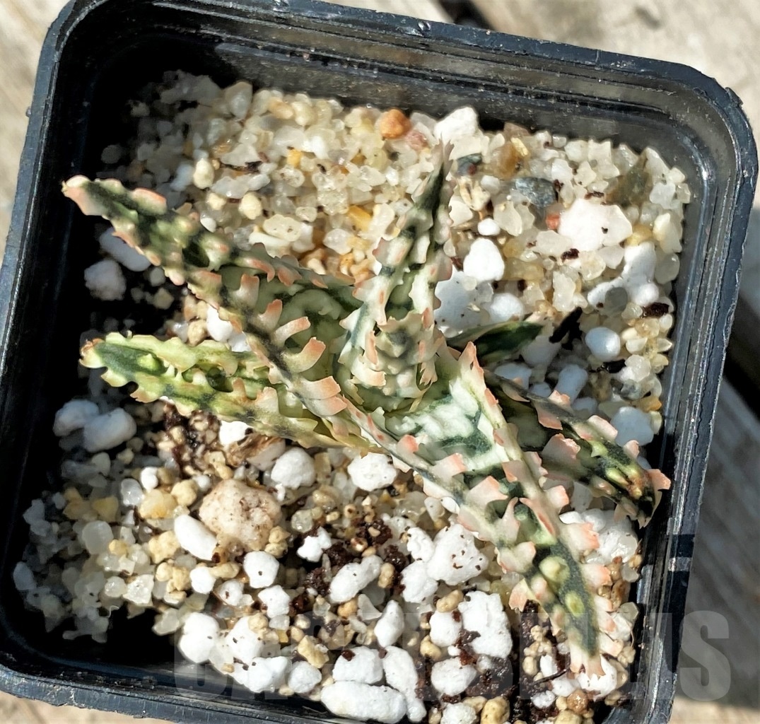 SHPR12491 Aloe TCT hybrid 23 - immagine 2