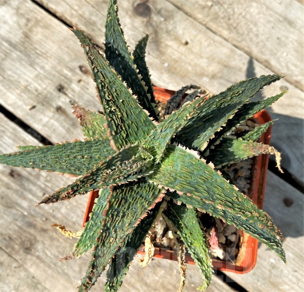 SHPR12492 Aloe 'Franco' x 'Vito' - Image 2