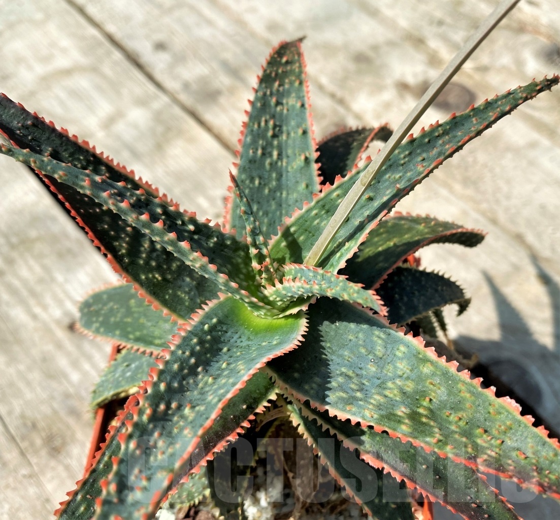 SHPR12509 Aloe ‘Christmas Carol’
