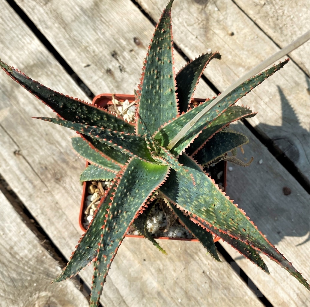 SHPR12509 Aloe ‘Christmas Carol’ - Obrázek 3