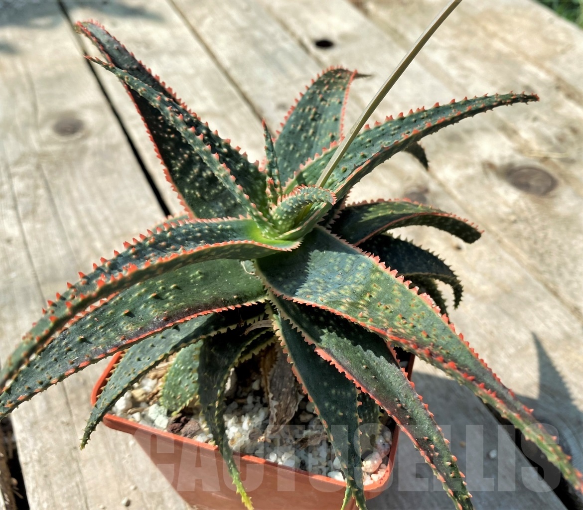 SHPR12509 Aloe ‘Christmas Carol’ - Obrázek 2