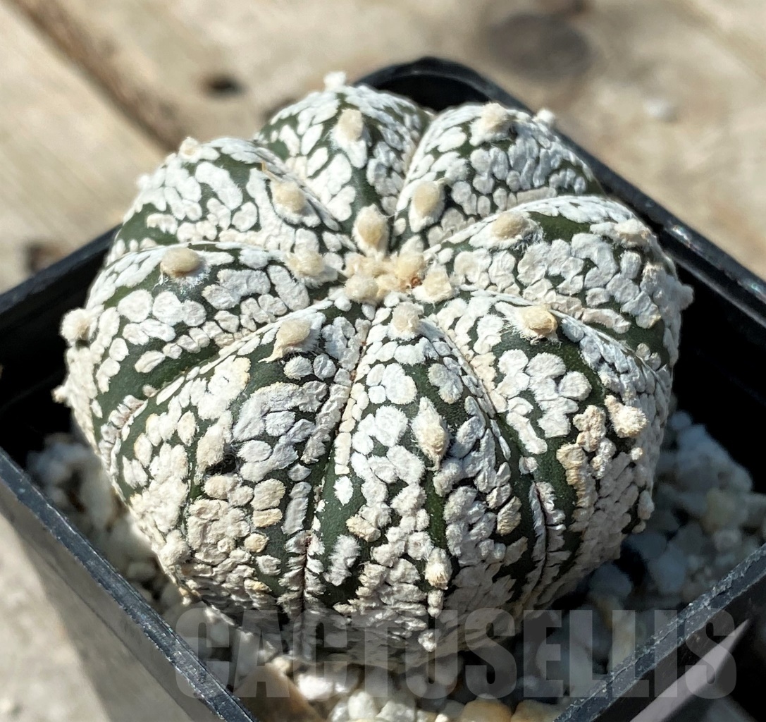 SHPR12493 Astrophytum asterias 'Super Kabuto' – Bild 2