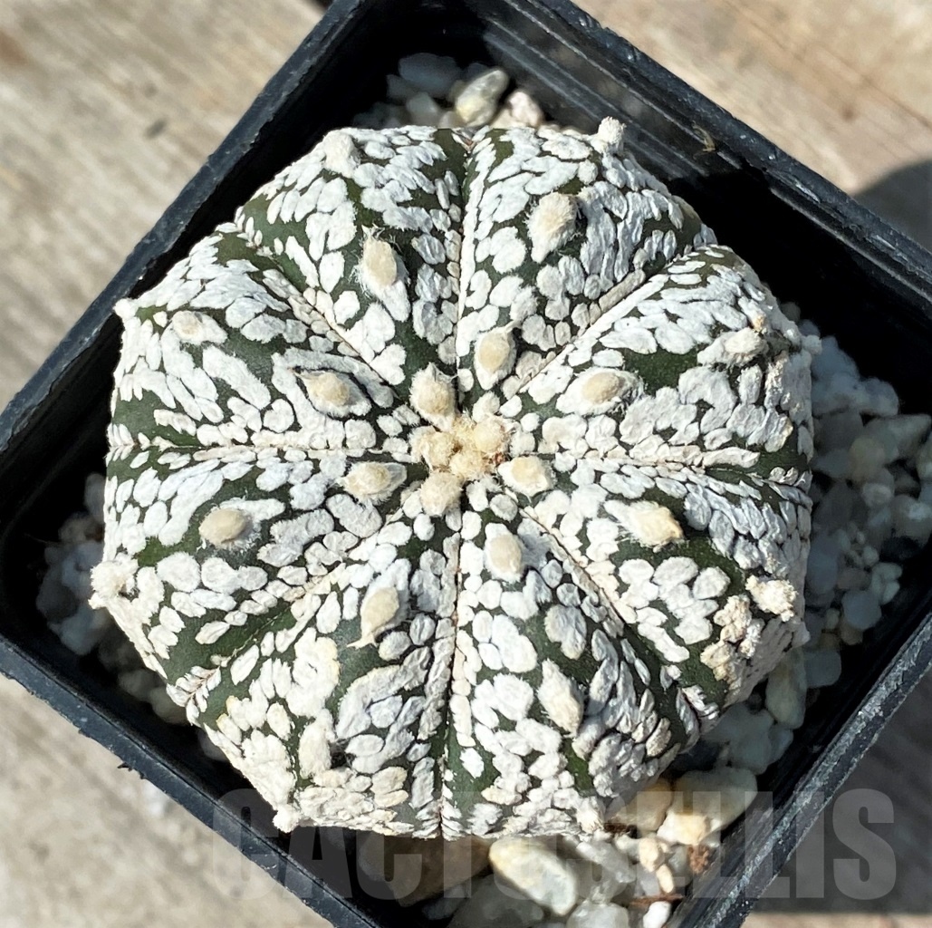 SHPR12493 Astrophytum asterias 'Super Kabuto'