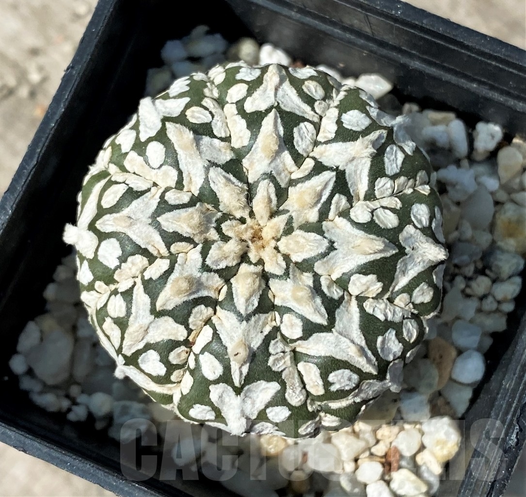 SHPR12494 Astrophytum asterias 'Super Kabuto' V-Type