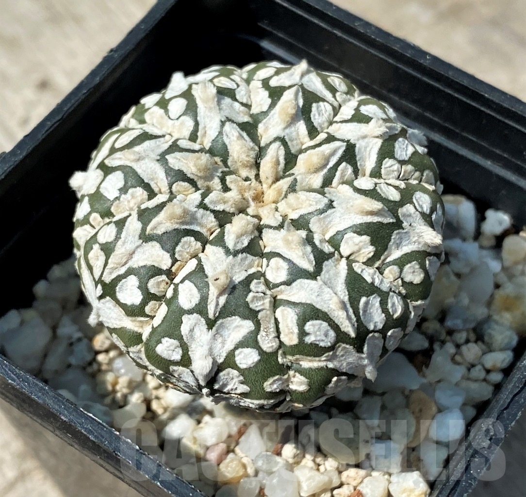 SHPR12494 Astrophytum asterias 'Super Kabuto' V-Type - immagine 2