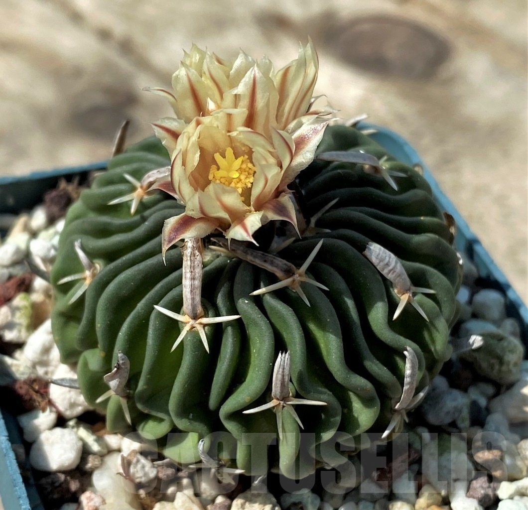 SHPR12498 Echinofossulocactus ssp.