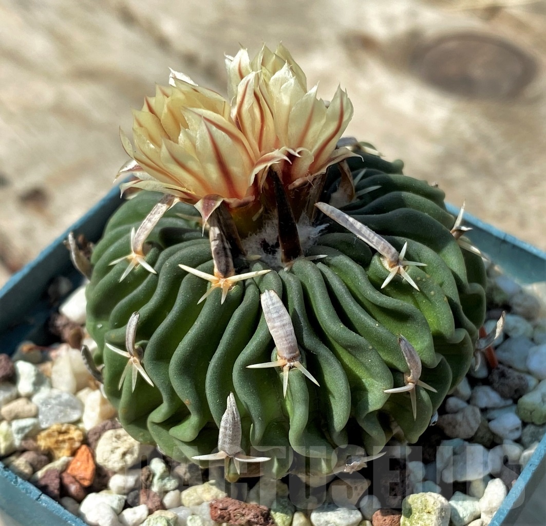 SHPR12498 Echinofossulocactus ssp. - Image 2
