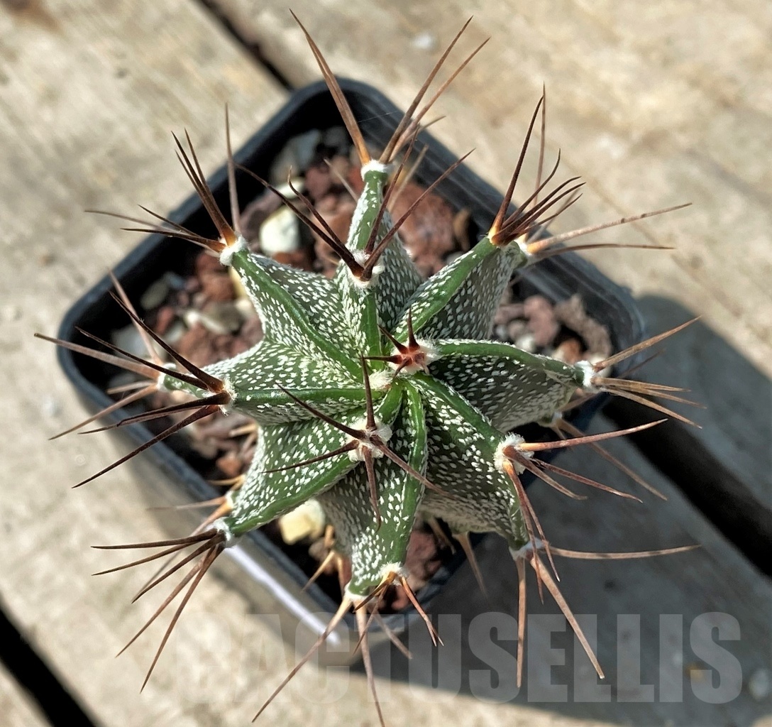 SHPR12502 Astrophytum senor F2