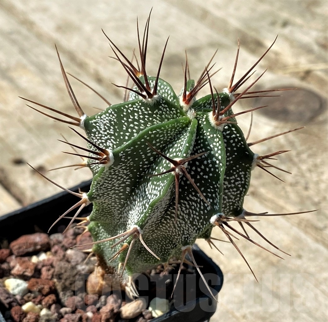 SHPR12502 Astrophytum senor F2 - Image 2