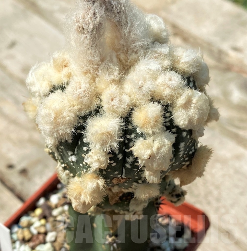 SHPR12503 Astrophytum asterias 'Oibo' hybrid, grafted - Image 2