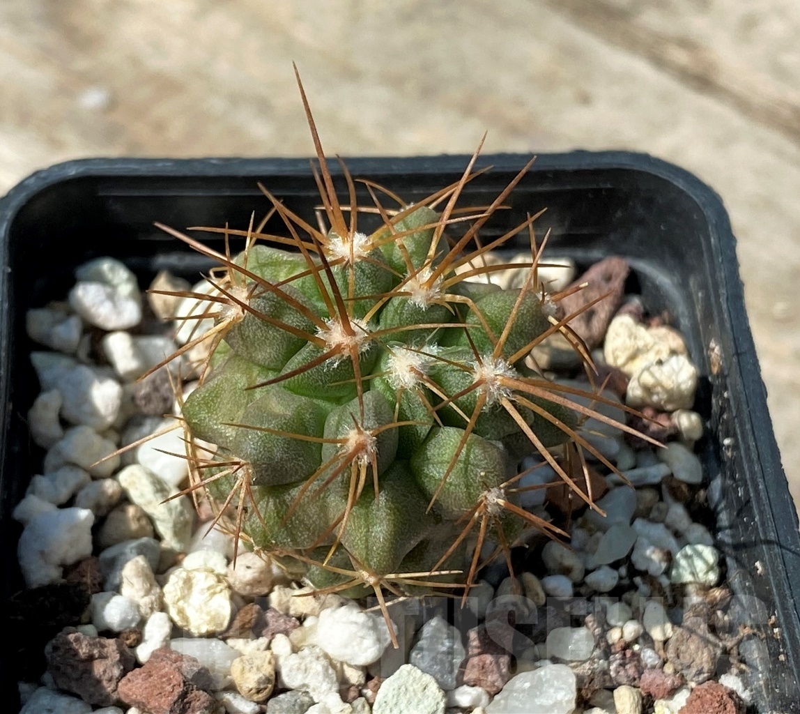 SHPR12504 Copiapoa desertorum