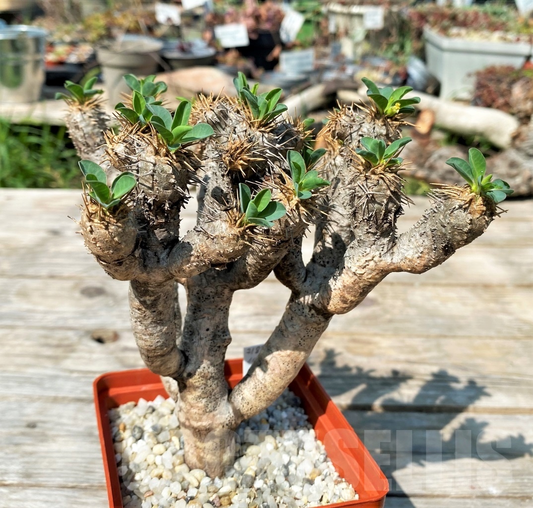 SHPR12506 Euphorbia guillauminiana - Image 3