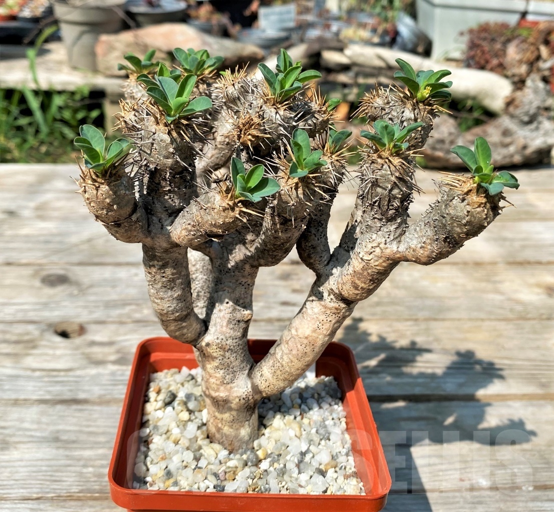 SHPR12506 Euphorbia guillauminiana