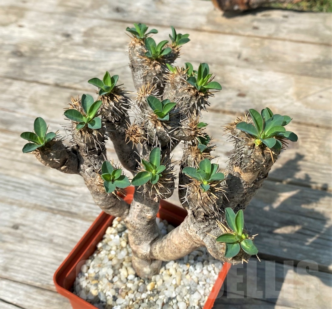 SHPR12506 Euphorbia guillauminiana - Image 2