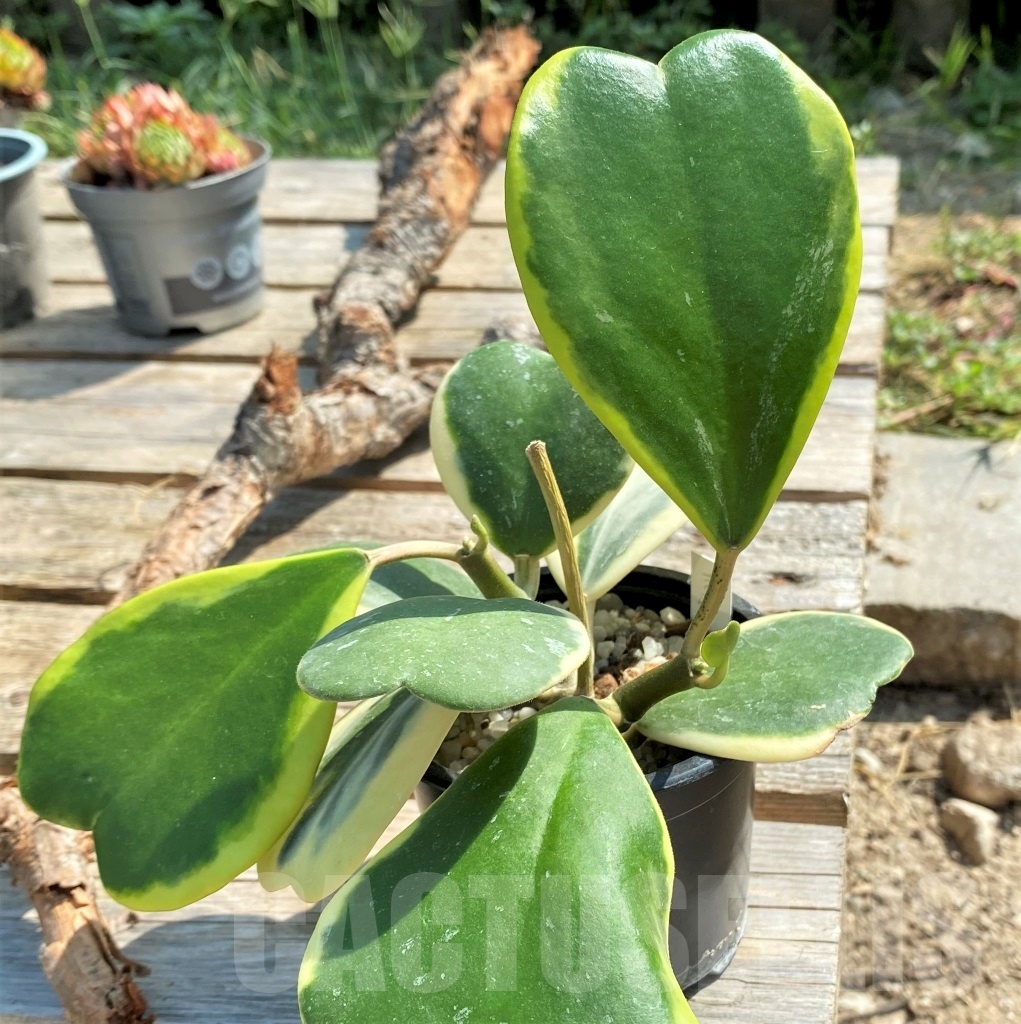 SHPR9919 Hoya kerrii variegata - Image 2