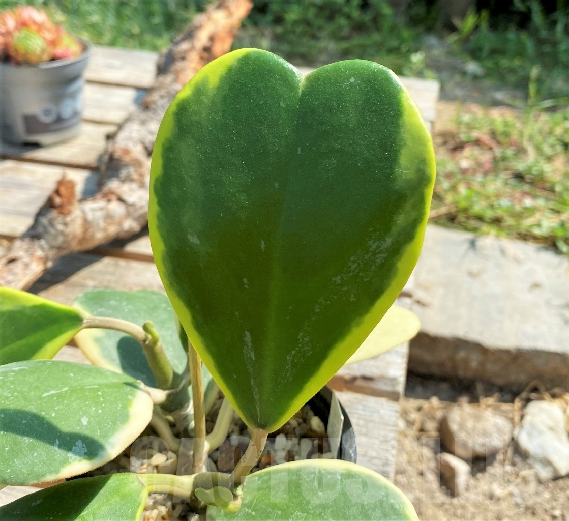 SHPR9919 Hoya kerrii variegata