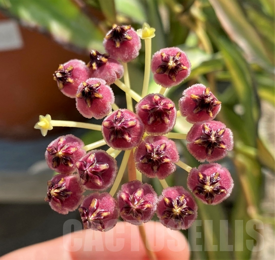 SHPR12508 Hoya wayetii Tricolor – Bild 3