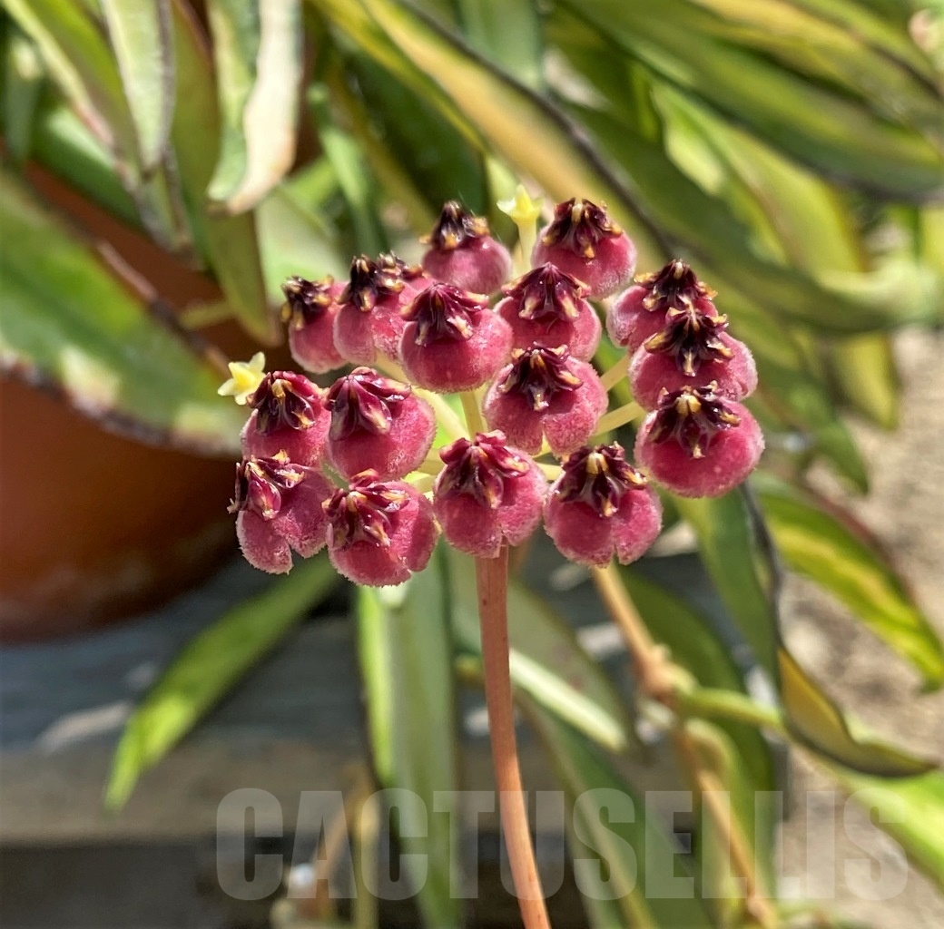 SHPR12508 Hoya wayetii Tricolor – Bild 2