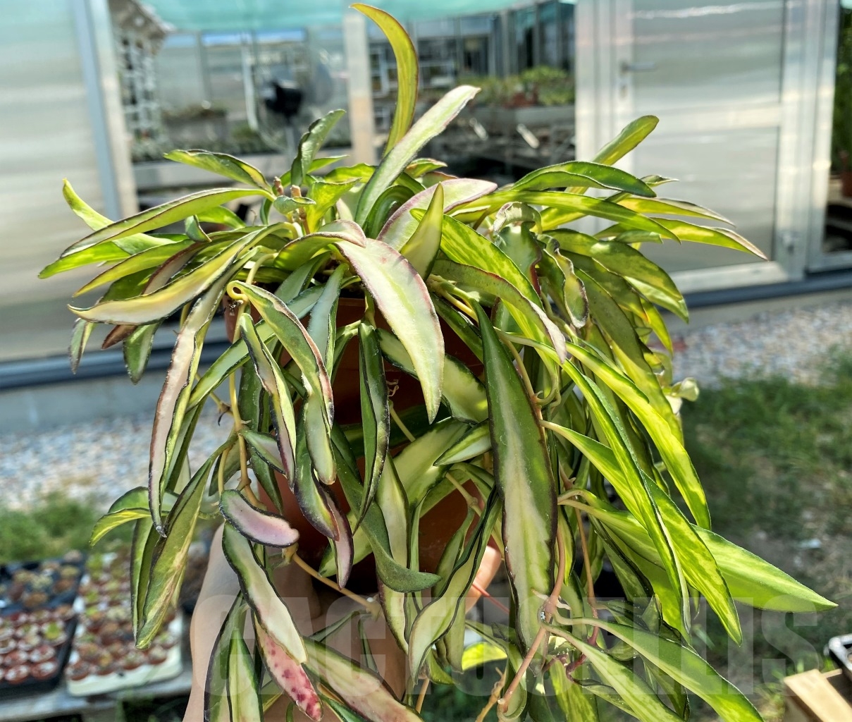 SHPR12508 Hoya wayetii Tricolor